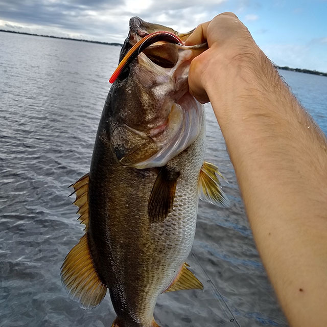 Can 3-Inch Senko Catch Smallmouth Bass? + Red Breast Sunfish