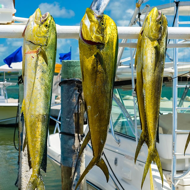 Florida Keys Fishing [2022 Guide Update] Wish Upon A Fish