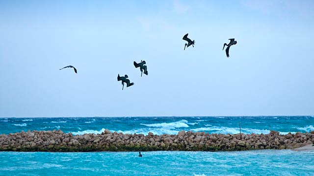 pelicans diving at baitfish