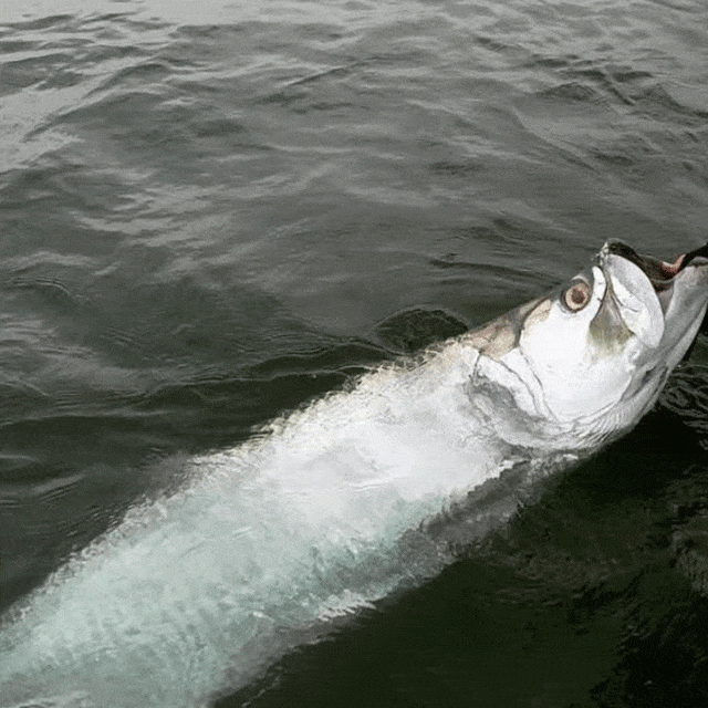 how to catch tarpon tips