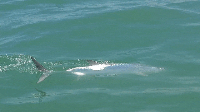 tarpon at water surface