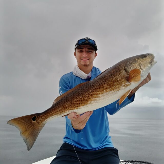 Redfish Caught in St. Petersburg, Fl