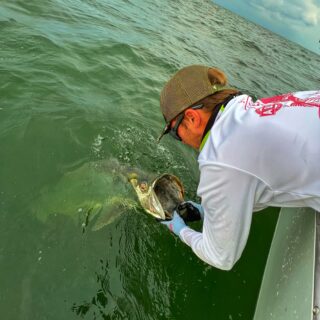 Tarpon - Tampa Bay, Fl